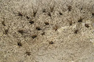 Mammoth: Cave Crickets