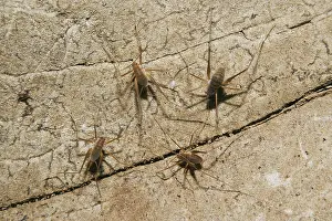 Mammoth: Cave Crickets