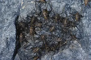 Cricket: Cave Crickets