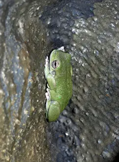 Kimberley: Cave-Dwelling Frog. Kimberley area of Australia