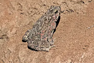 Asper: Cave-Dwelling Giant Toad
