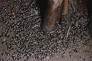Coleopteran: Cave Floor Insects