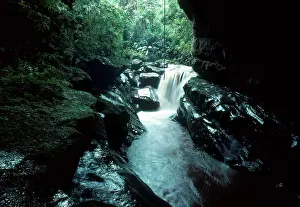 Oilbird: Cave of the Oilbirds