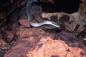 Sarawak: Cave Racer