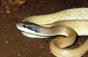 Racers: Cave Racer
