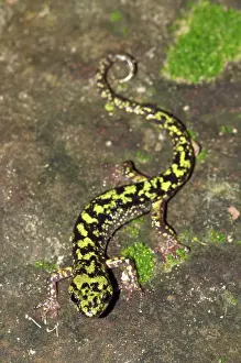 Troglobitic: Cave Salamander