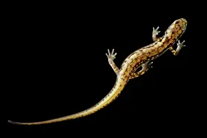 Eurycea: Cave Salamander