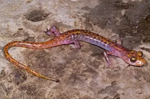 Troglobitic: Cave Salamander