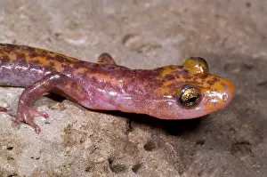 Troglobitic: Cave Salamander