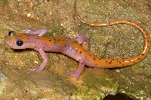 Troglobitic: Cave Salamander