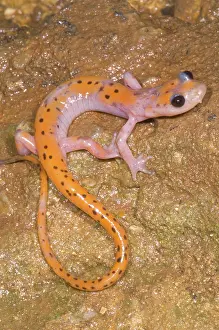 Troglobitic: Cave Salamander