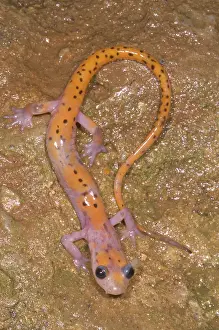 Troglobitic: Cave Salamander