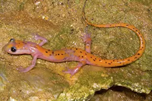 Troglobitic: Cave Salamander