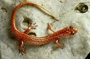 Eurycea: Cave Salamander