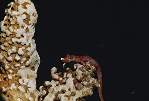 Eurycea: Cave Salamander
