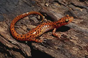 Eurycea: Cave Salamander