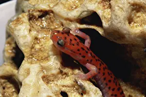 Arkansas: Cave Salamander