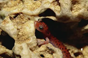 Arkansas: Cave Salamander