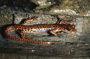 Eurycea: Cave Salamander