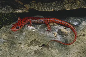 Eurycea: Cave Salamander