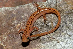 Arkansas: Cave Salamander
