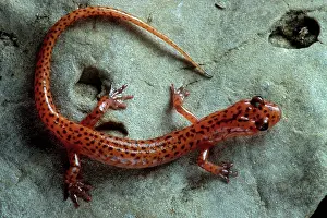 Caudata: Cave Salamander