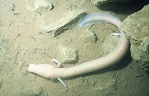 Salamander: CAVE SALAMANDER