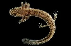 Eurycea: Cave Salamander Larva