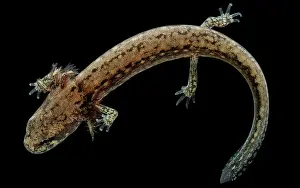 Eurycea: Cave Salamander Larva
