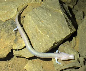Found: Cave Salamander / Olm, blind amphibian found in