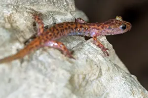 Beneath: Cave Salamander, small cave along the Indian