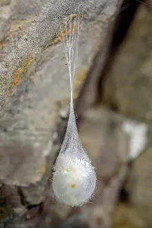 Suspend: Cave Spider (Meta menardi) Cocoon, Large common