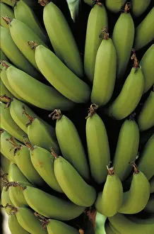 Ripening: Cavendish bananas ripening