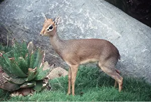 Kenneth W Fink: Cavendish's Dik-dik