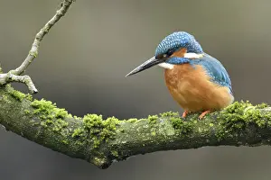 Hunt: Cavity-nesting bird... Kingfisher (Alcedo atthis) with soil on its beak