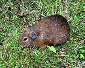 Porcellus: Cavy (local name: Cuis)