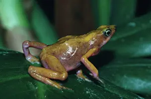 Flavescens: Cayenne Harlequin Toad