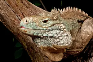 Cayman: Cayman Island Iguana, Cyclura lewisi, Cayman