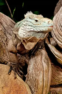 Cayman: Cayman Island Iguana, Cyclura lewisi, Cayman