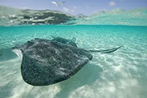 Dasyatis: Cayman Islands, Grand Cayman Island, Underwater