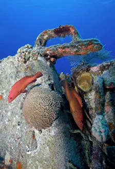 Cayman: Cayman Islands, Grand Cayman Island, Underwater