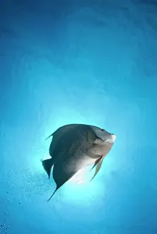 Cayman: Cayman Islands, Grand Cayman Island, Underwater