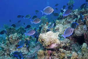 Cayman: Cayman Islands, Grand Cayman Island, Underwater