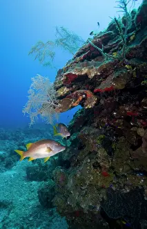 Snapper: Cayman Islands, Grand Cayman Island, Underwater