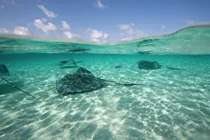 Dasyatis: Cayman Islands, Grand Cayman Island, Underwater