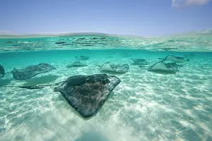 Dasyatis: Cayman Islands, Grand Cayman Island, Underwater