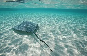 Dasyatis: Cayman Islands, Grand Cayman Island, Underwater