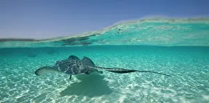 Dasyatis: Cayman Islands, Grand Cayman Island, Underwater