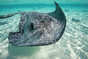 Dasyatis: Cayman Islands, Grand Cayman Island, Underwater