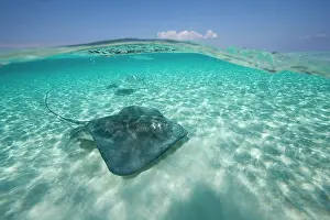 Dasyatis: Cayman Islands, Grand Cayman Island, Underwater
